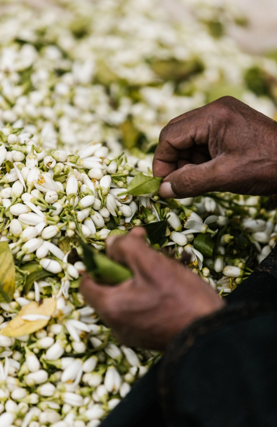 Mains artisanales triant des fleurs d'oranger fraîches récoltées – ingrédient naturel eau de fleur d'oranger soins Belmés Profissional Maroc